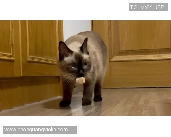 猫系足球明星的魅力与风采探索之旅